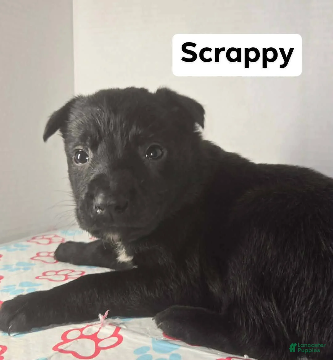 Belgian Malinois dogs for sale: Belgian Malinois Puppy 5 (Scrappy) - Ad 1