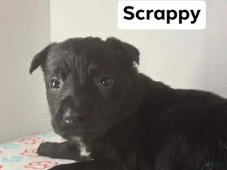 Belgian Malinois dogs Belgian Malinois Puppy 5 (Scrappy) - Ad 23