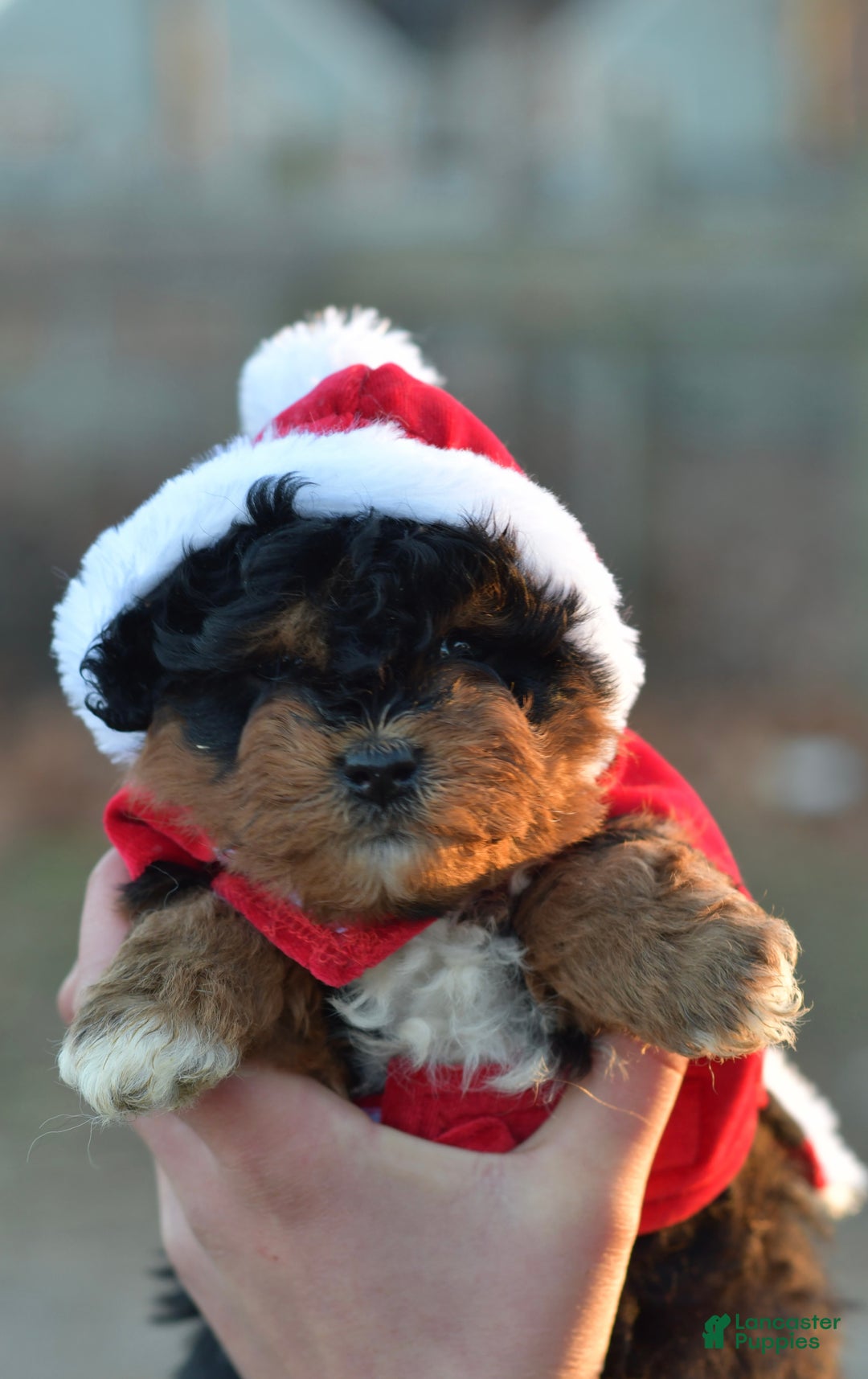 Mini Aussiedoodle dogs for sale: Bear - Ad 15