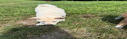 Shiba Inu dogs for sale: Snowball - Ad 4