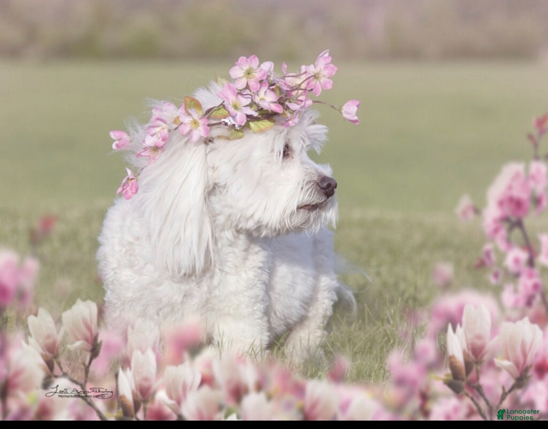Coton De Tulear dogs for sale: Coton De Tulear Puppy 2 - Ad 3