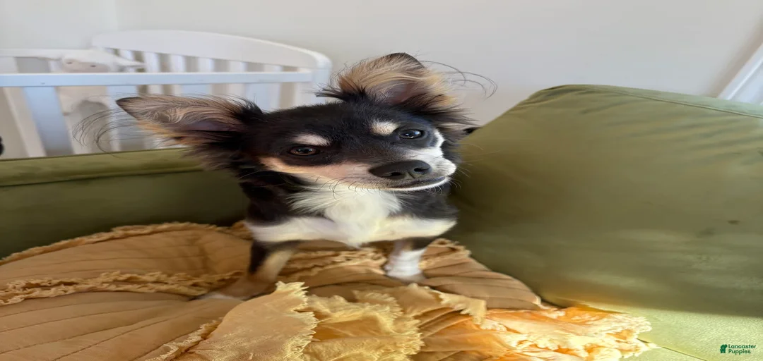 Gallery Image {{count}}