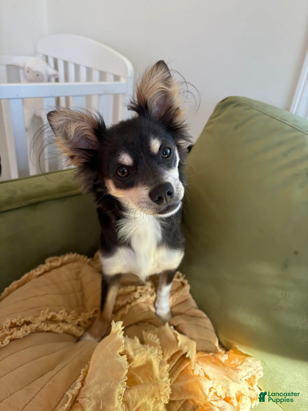 Gallery Image {{count}}