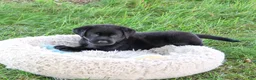 Labrador Retriever dogs for sale: Marshall - Ad 4