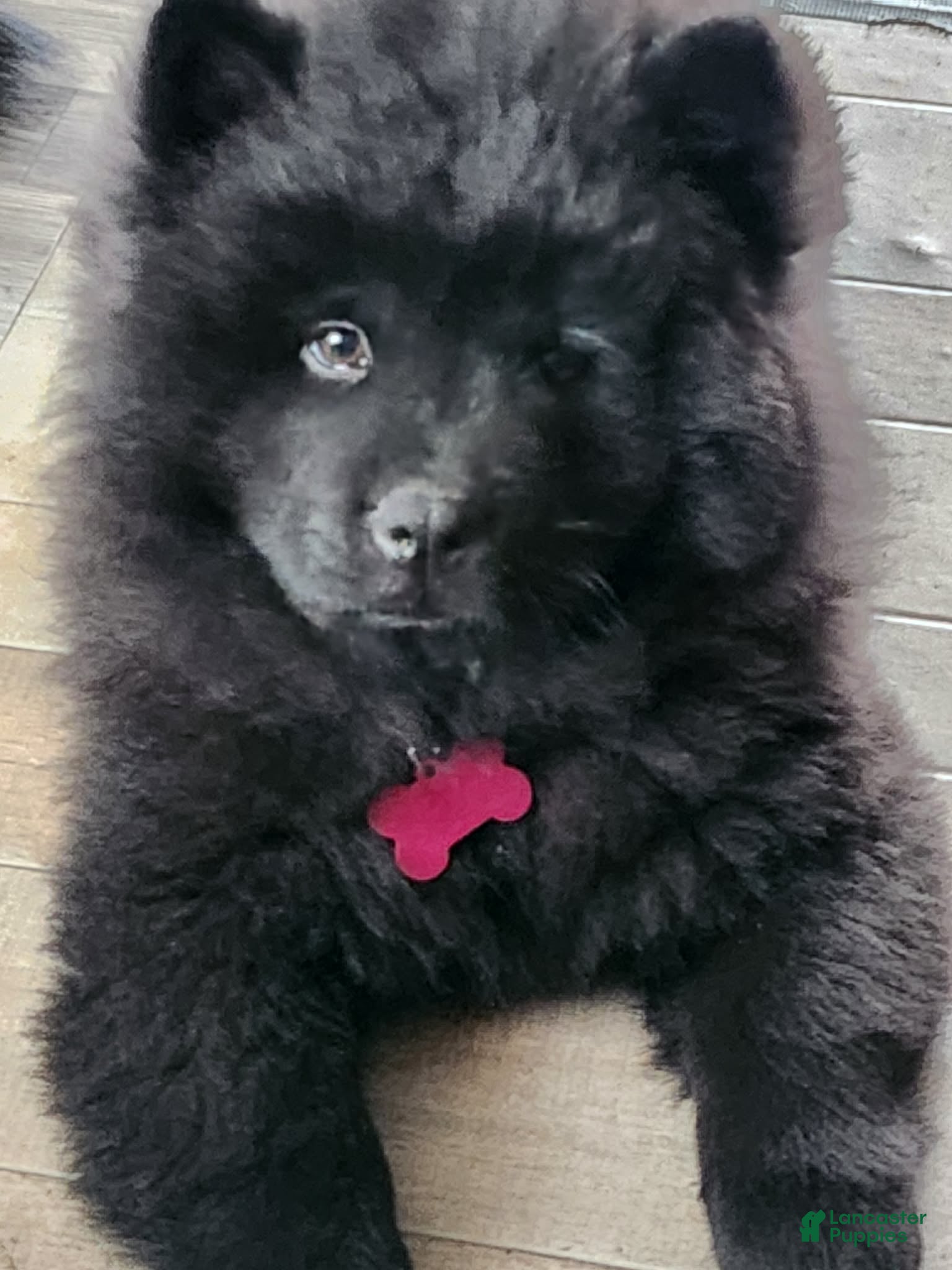 Chow Chow dogs Jessco - Ad 3