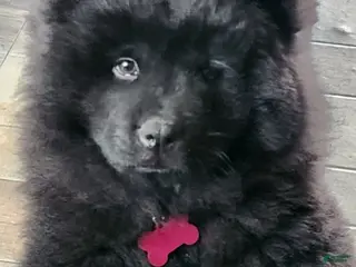 Chow Chow dogs Jessco - Ad 7