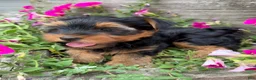 Yorkshire Terrier dogs for sale: Yorkshire Terrier 2 - Ad 6