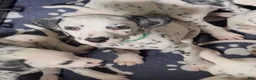 Dalmatian dogs for sale: Flash - Ad 3