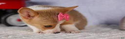 Welsh Corgi Pembroke dogs for sale: Callie  - Ad 5