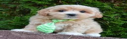 Maltipoo dogs for sale: Milo - Ad 10