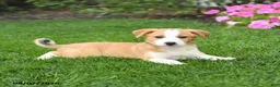 Mixed Breed dogs for sale: Flora   - Ad 3