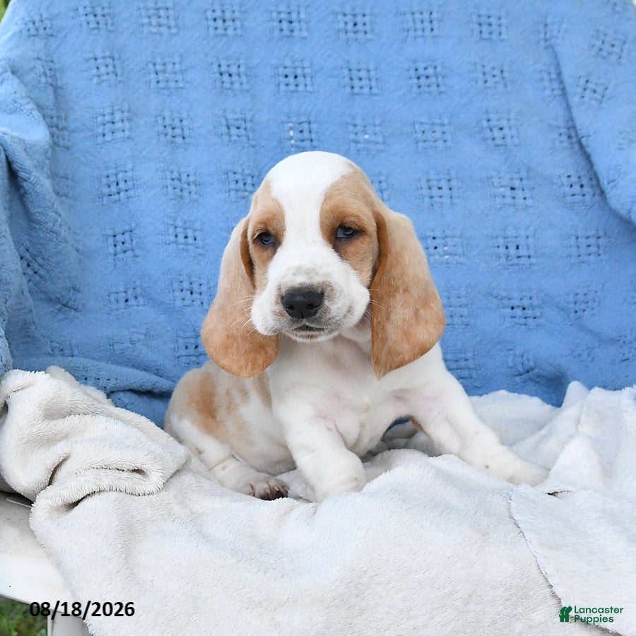 Basset Hound dogs Clem  - Ad 2