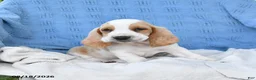 Basset Hound dogs for sale: Clem  - Ad 2