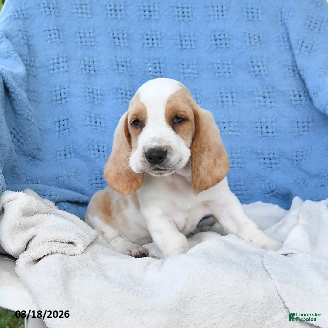 Basset Hound dogs for sale: Clem  - Ad 2