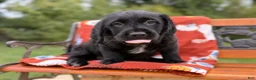 Labradoodle dogs for sale: Curtis (Boy) - Ad 3