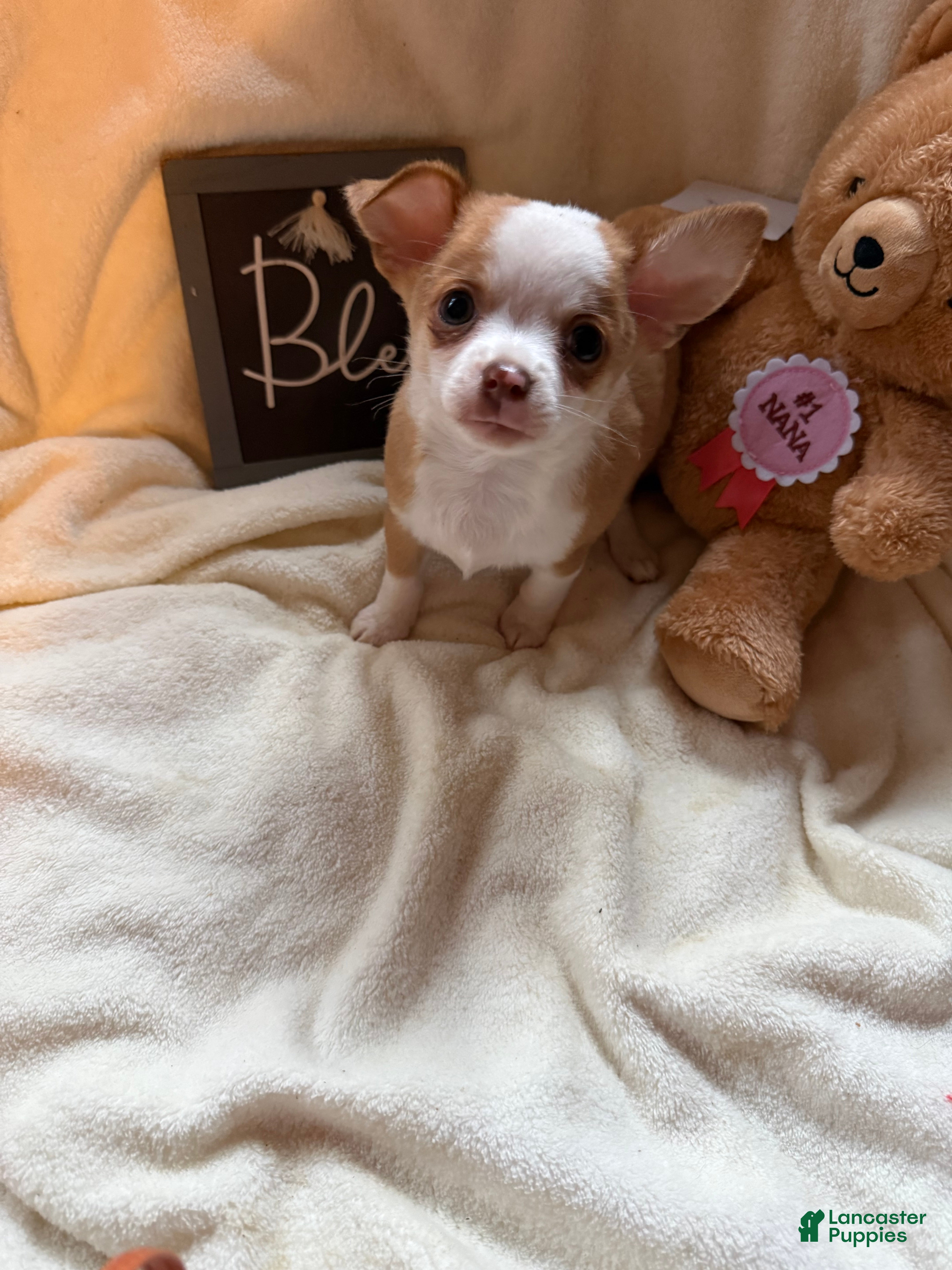Chihuahua dogs Bubbles  - Ad 2