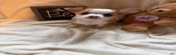 Chihuahua dogs for sale: Bubbles  - Ad 2