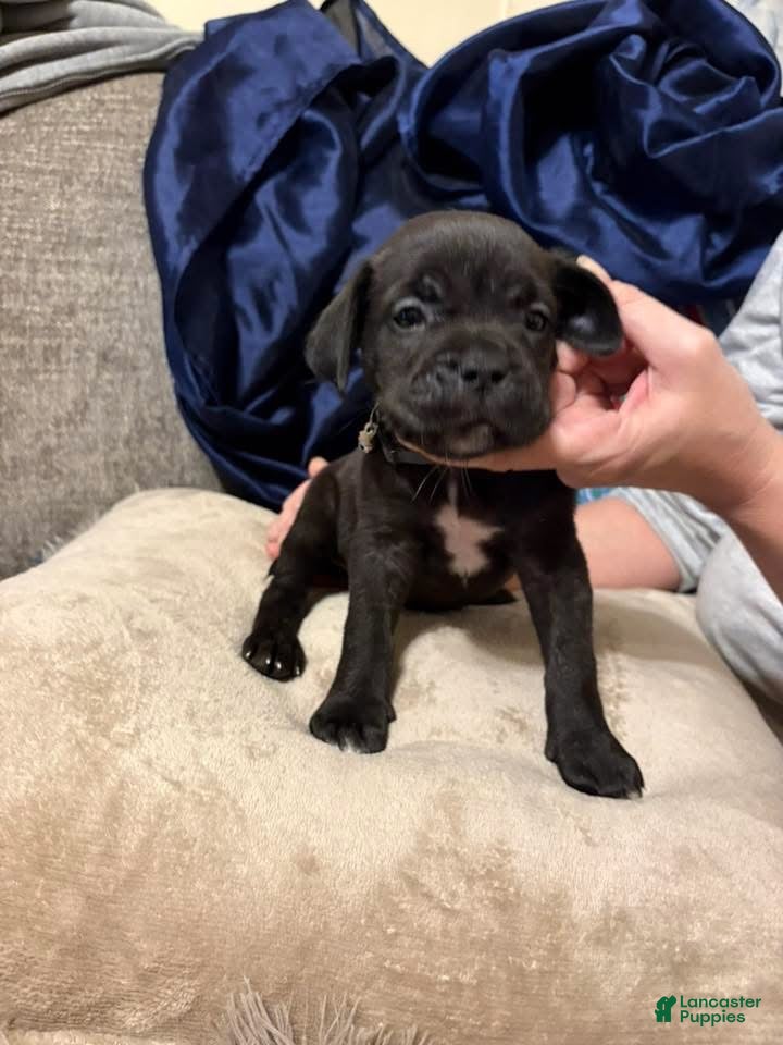 Cane Corso dogs Cane Corso Puppy 5 - Ad 41