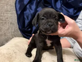 Cane Corso dogs Cane Corso Puppy 5 - Ad 41