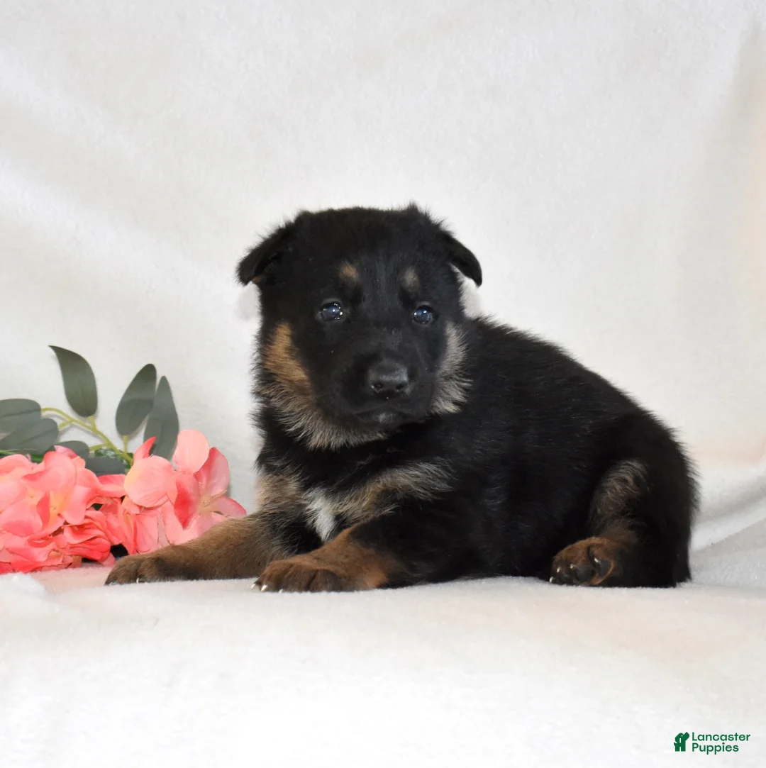 German Shepherd dogs for sale: Savannah - Ad 5