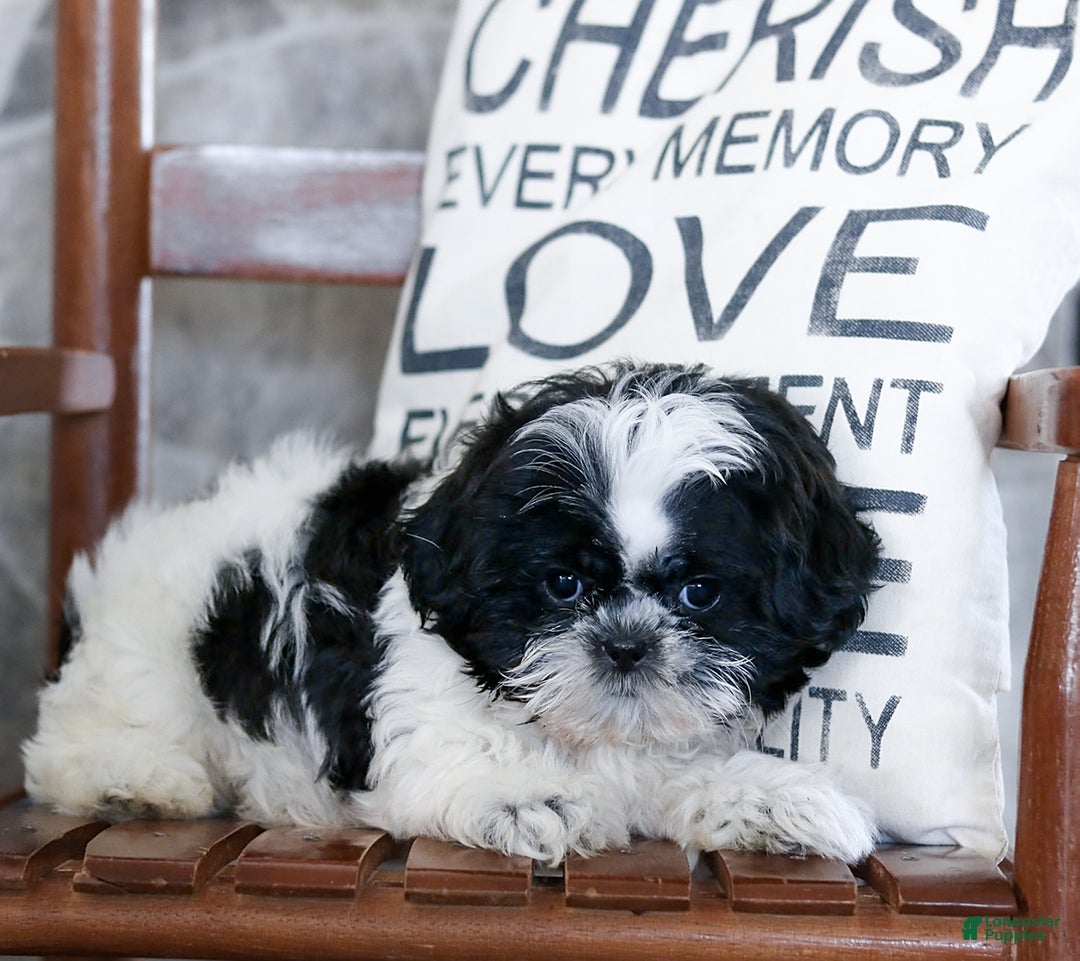 Gallery Image {{count}}