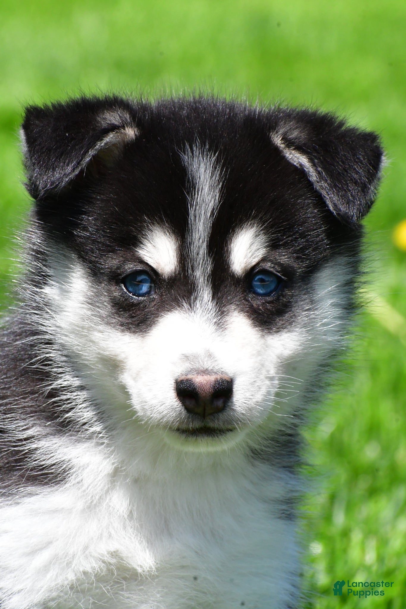 Pomsky dogs Oreo - Ad 1