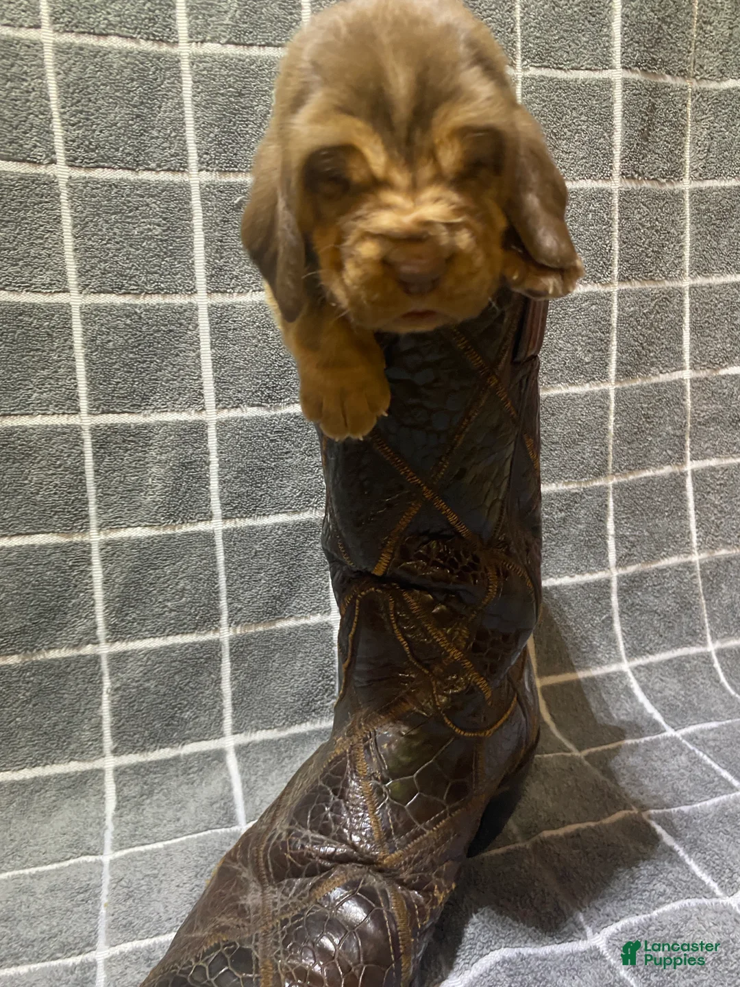 Bloodhound dogs for sale: Green Collar - Ad 1