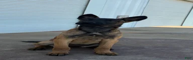 Belgian Malinois 3