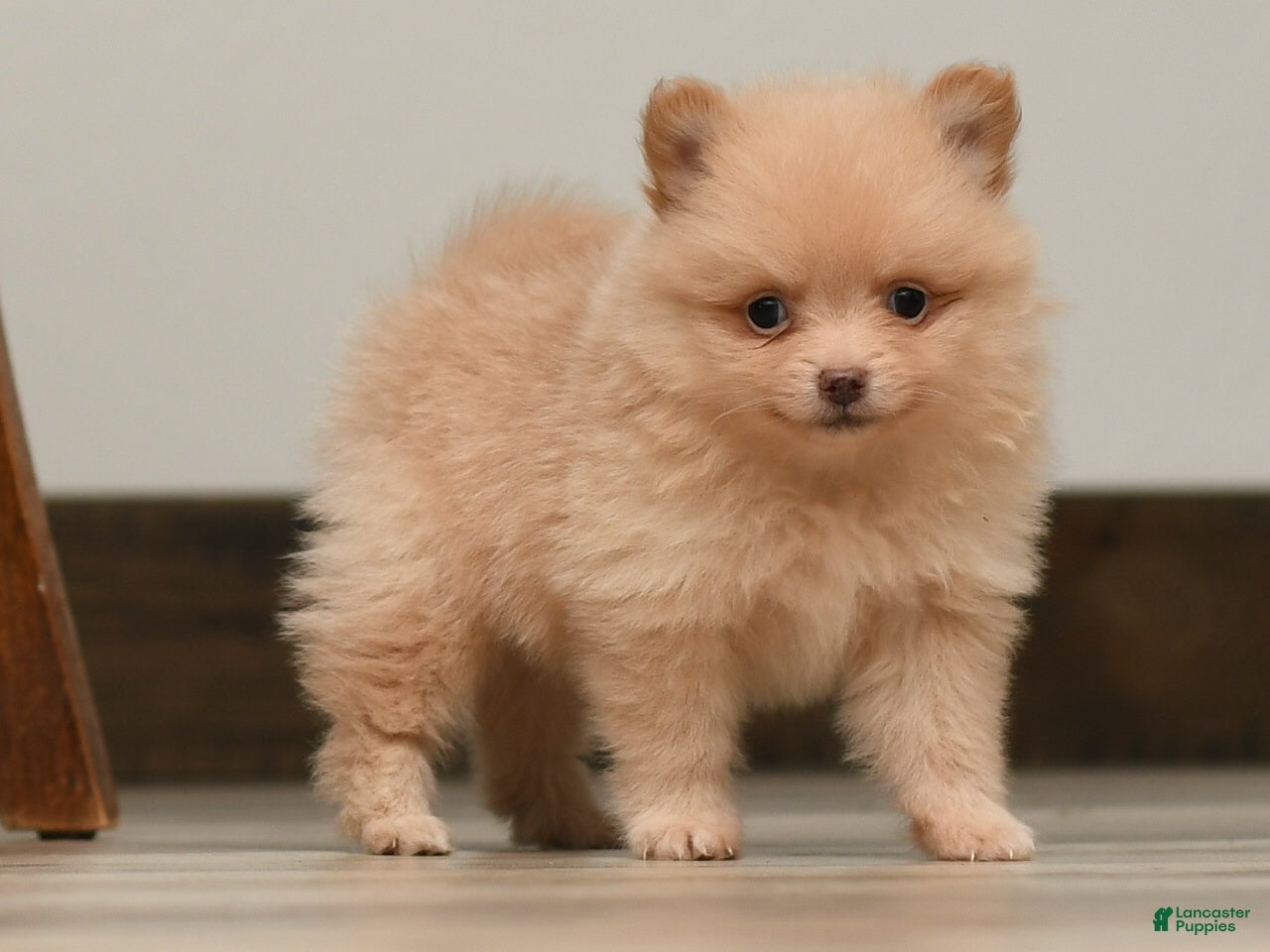 Pomeranian dogs for sale: Orzo  - Ad 1