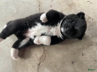 Akita dogs Ashanti - Ad 34