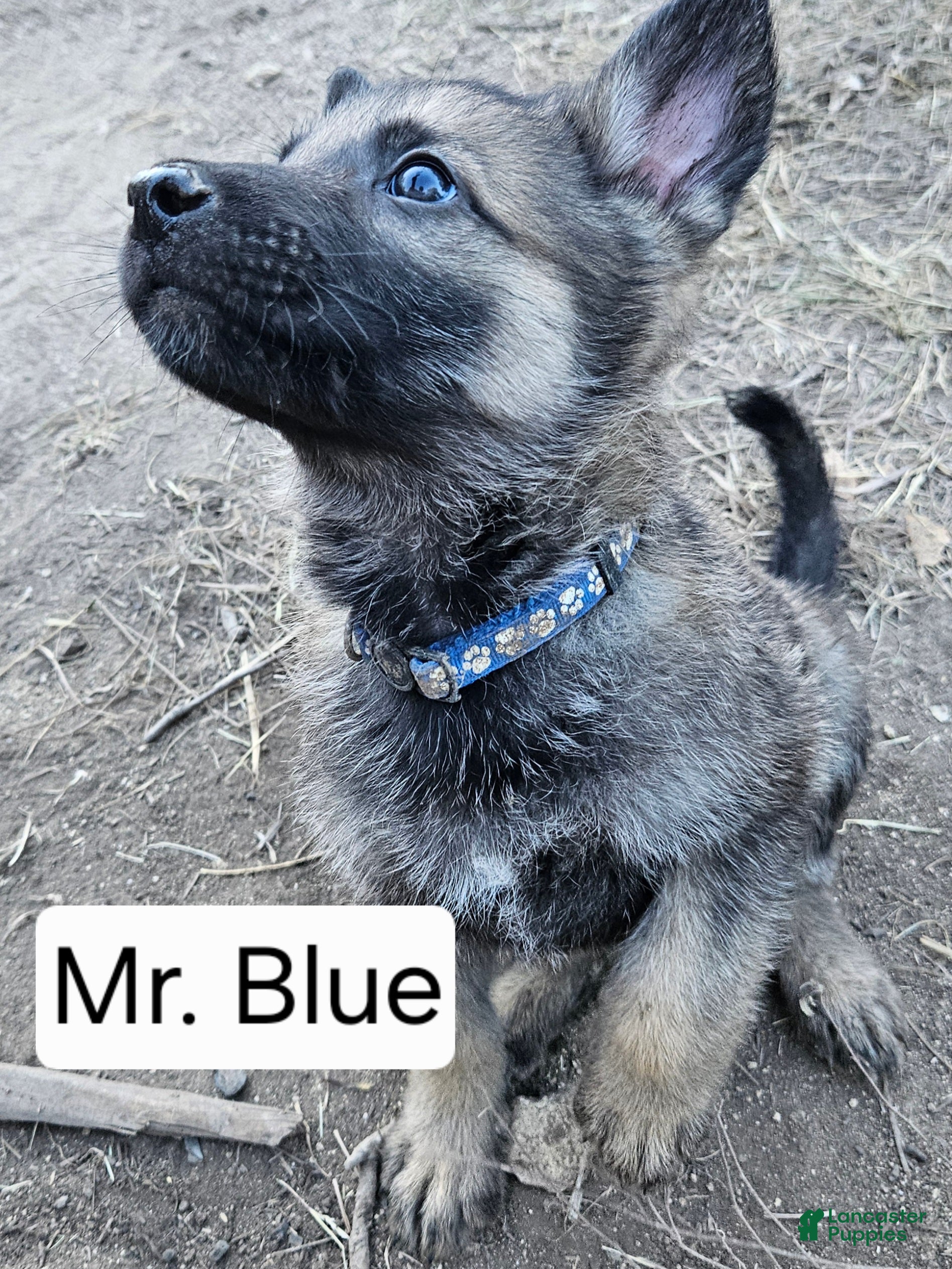 German Shepherd dogs German Shepherd Puppy 2 - Blue - Ad 10
