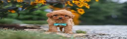 Cavapoo dogs for sale: Luca - Ad 3