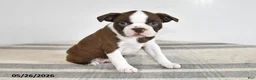 Boston Terrier dogs for sale: Frances - Ad 3