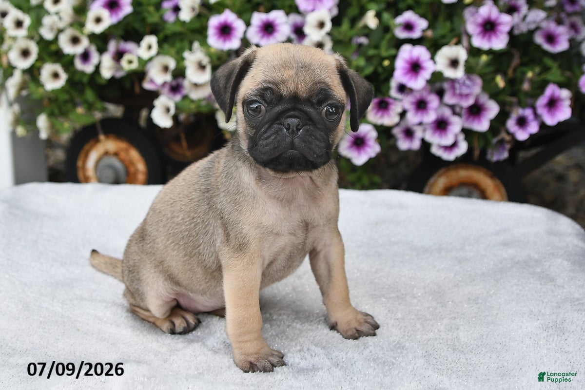 Pug dogs Roxanne - Ad 1
