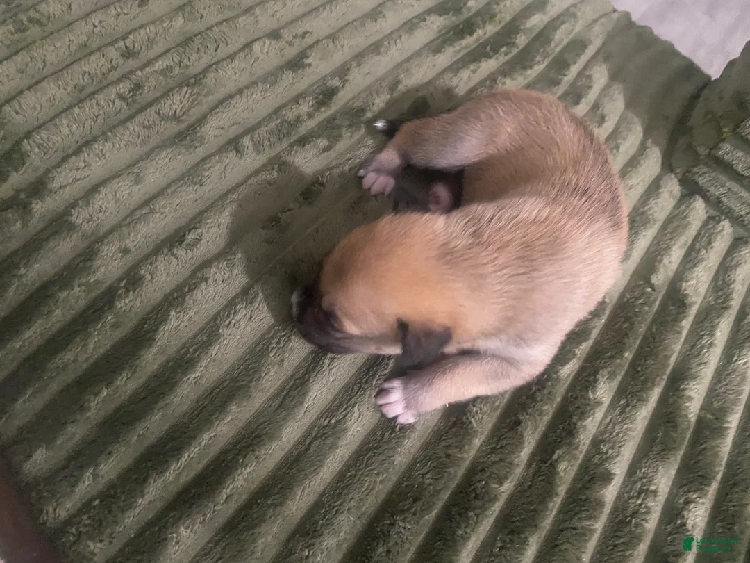 Mixed Breed dogs for sale: ACE  - Ad 2