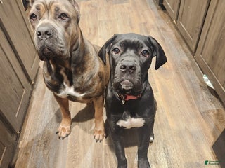 Cane Corso dogs Socks - Ad 37