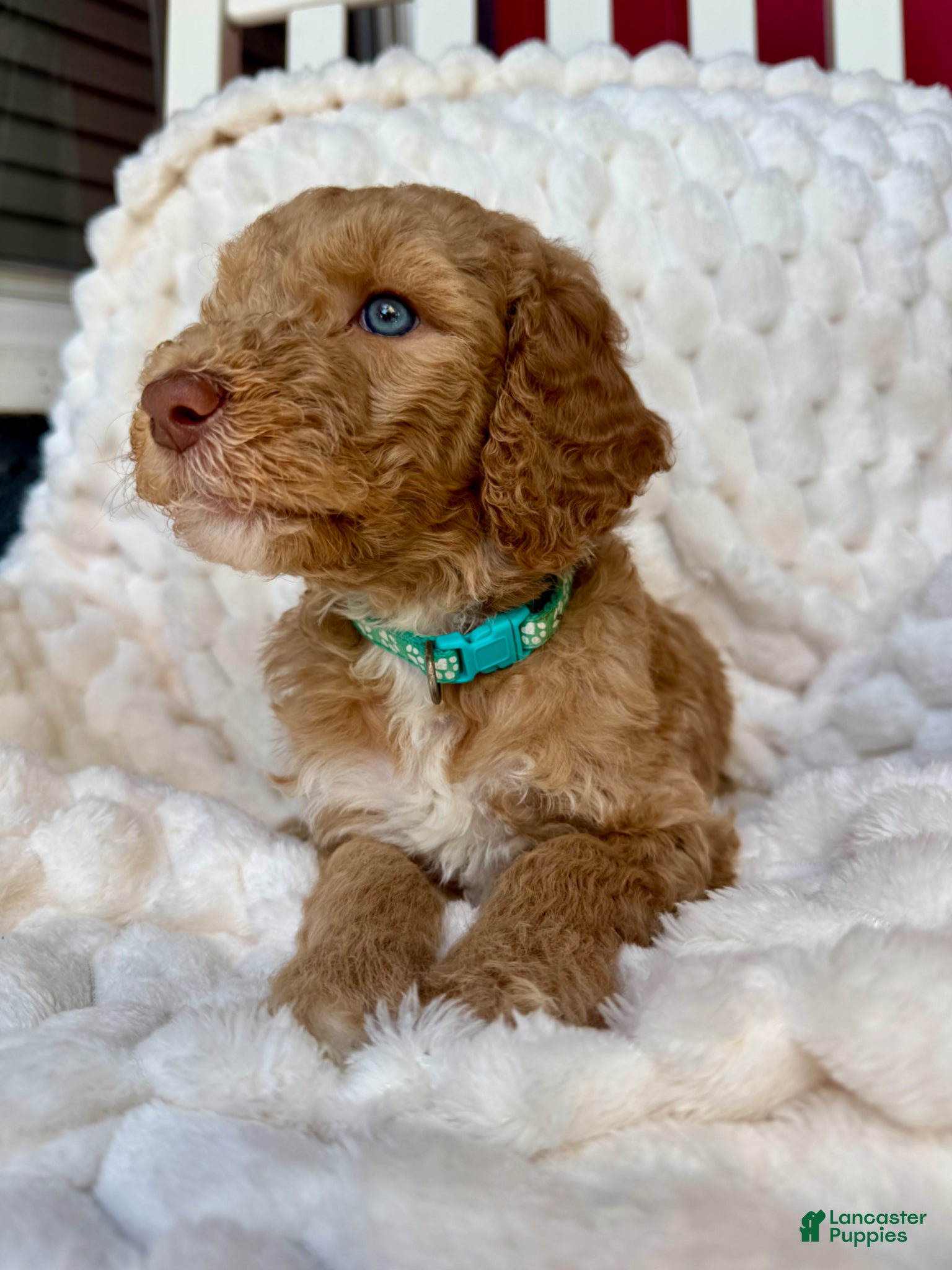 Standard Poodle dogs for sale: Standard Poodle Puppy 3 - Ad 3