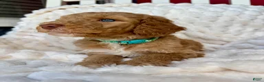 Standard Poodle Puppy 3
