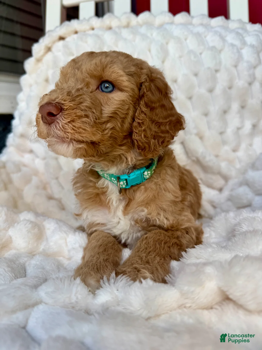 Standard Poodle dogs for sale: Standard Poodle Puppy 3 - Ad 1