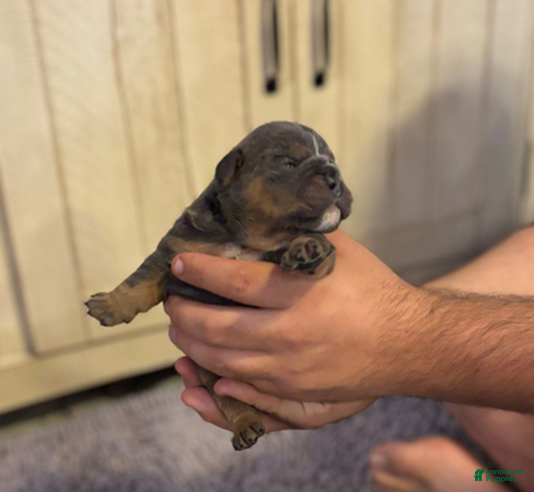 English Bulldog dogs for sale: Ralfy - Ad 5