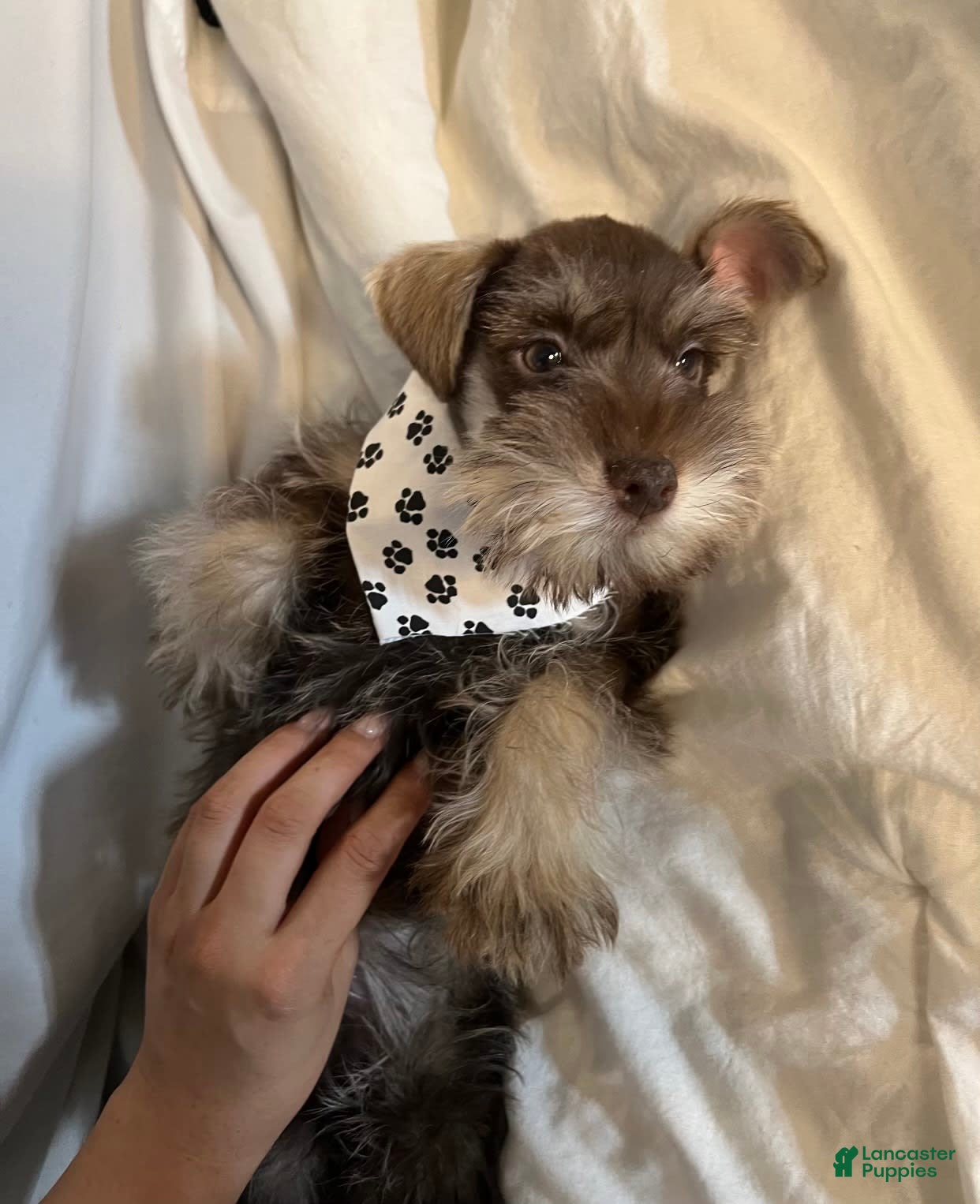 Puppy Miniature Schnauzer Cost Miniature Schnauzer Dogs Puppies