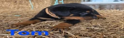 Rottweiler dogs for sale: Tom - Ad 2