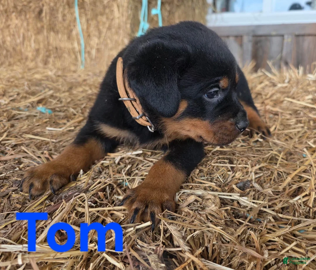 Rottweiler dogs for sale: Tom - Ad 2