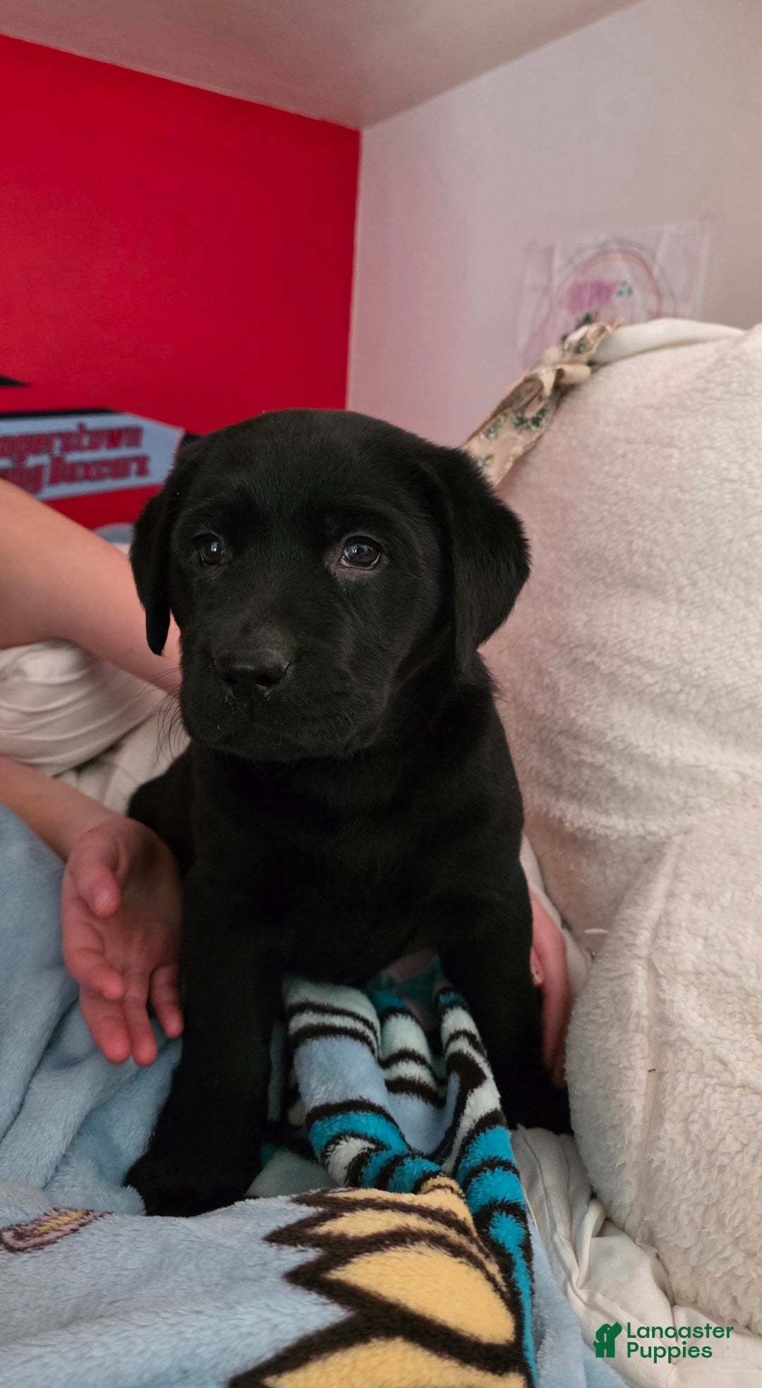 Labrador Retriever dogs for sale: Dancer - Ad 6