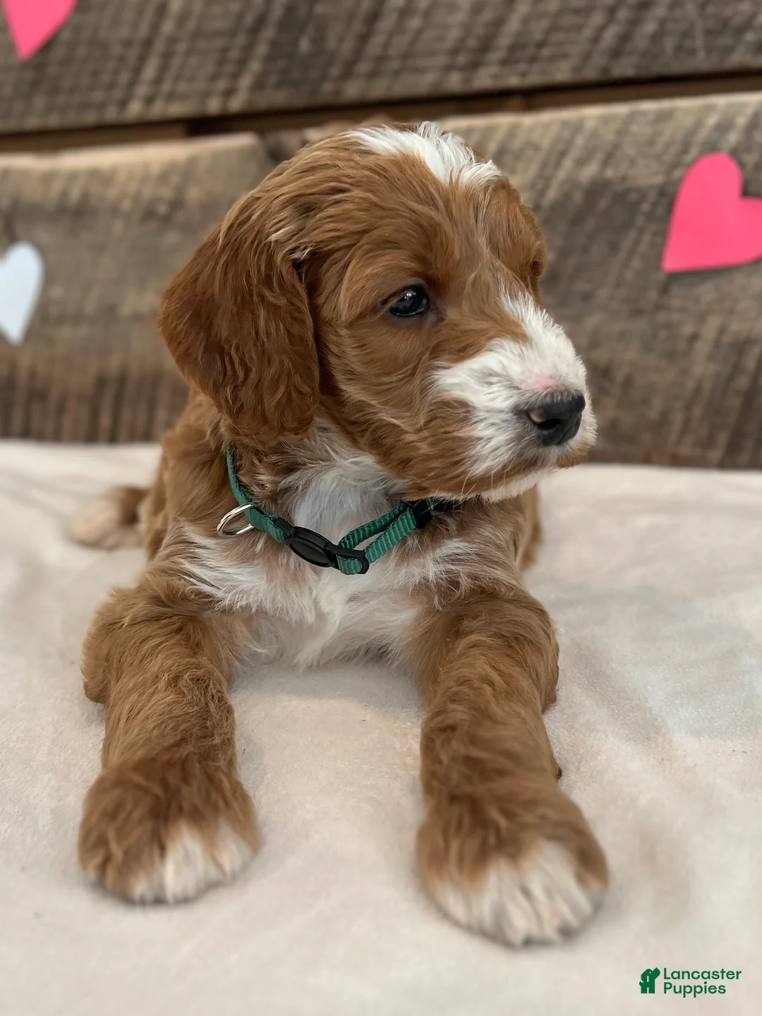 Irish Doodle dogs for sale: Jackson - Ad 10