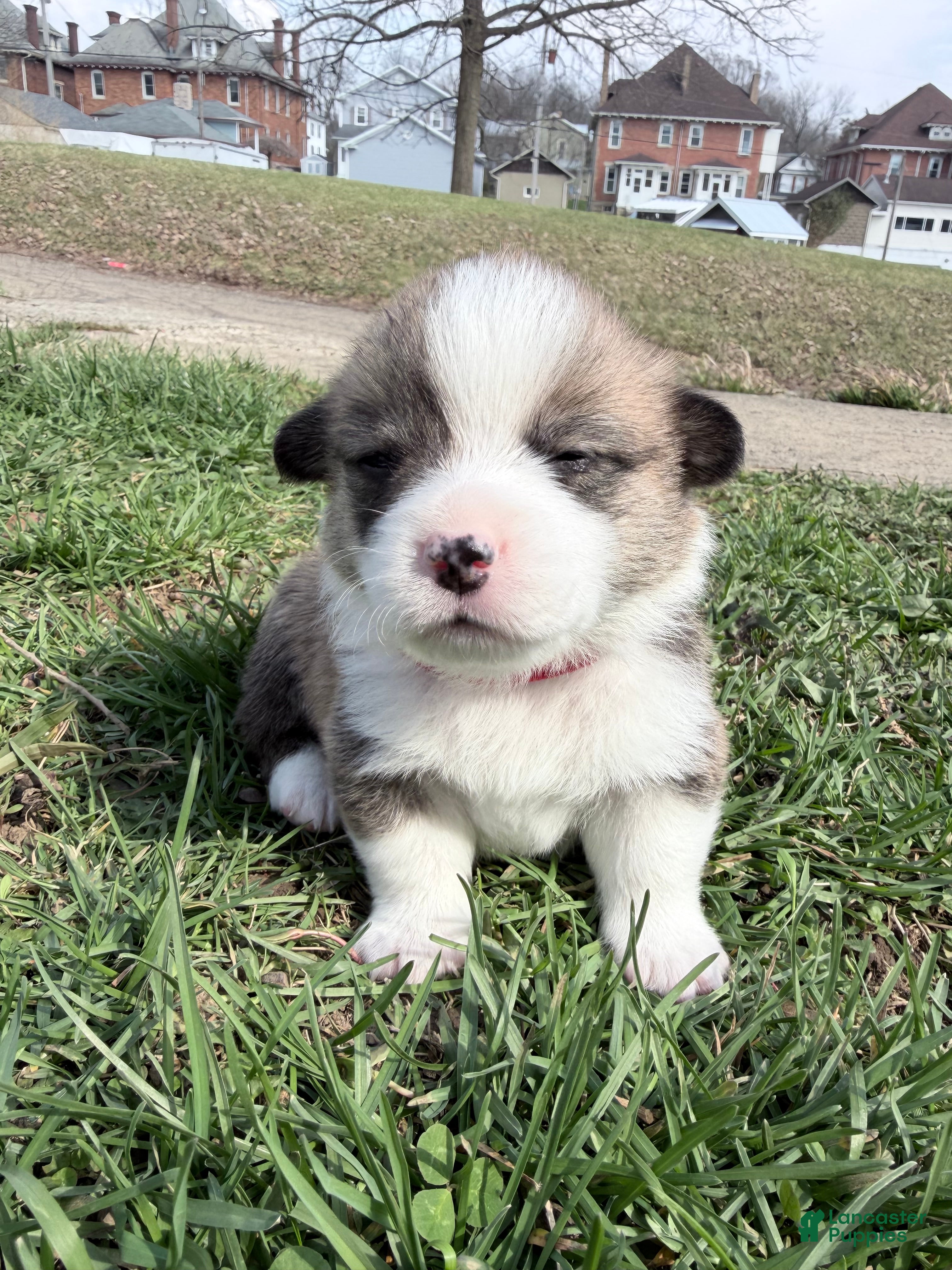 Welsh Corgi Pembroke dogs Welsh Corgi Pembroke Puppy red collar  - Ad 14