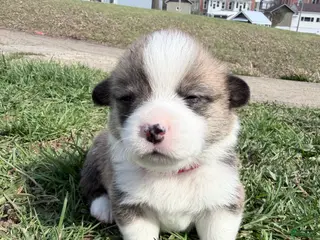Welsh Corgi Pembroke dogs Welsh Corgi Pembroke Puppy red collar - Ad 40