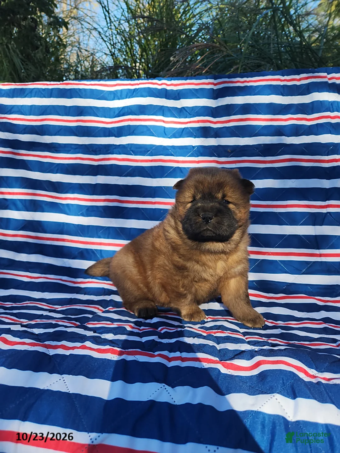Chow Chow dogs for sale: Daisy - Ad 1
