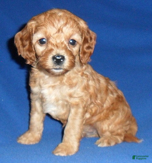 Cockapoo dogs Peanut - Ad 3