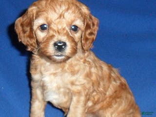 Cockapoo dogs Peanut - Ad 9